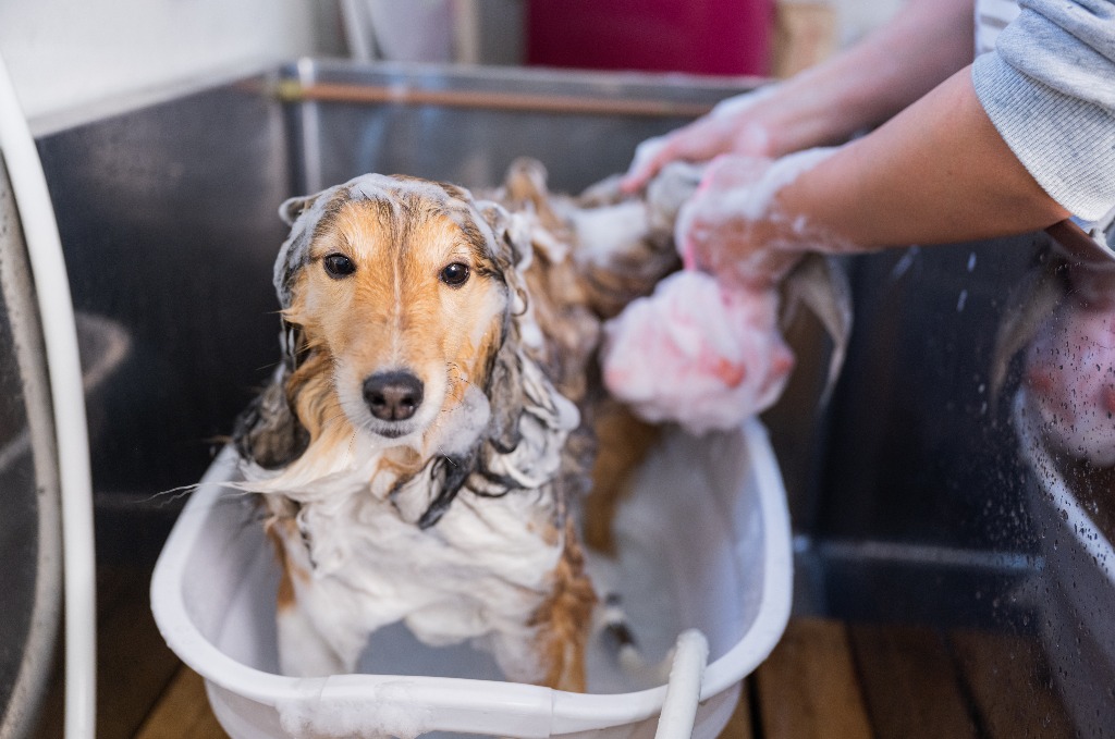 マイクロナノバブルで愛犬の肌を清潔に