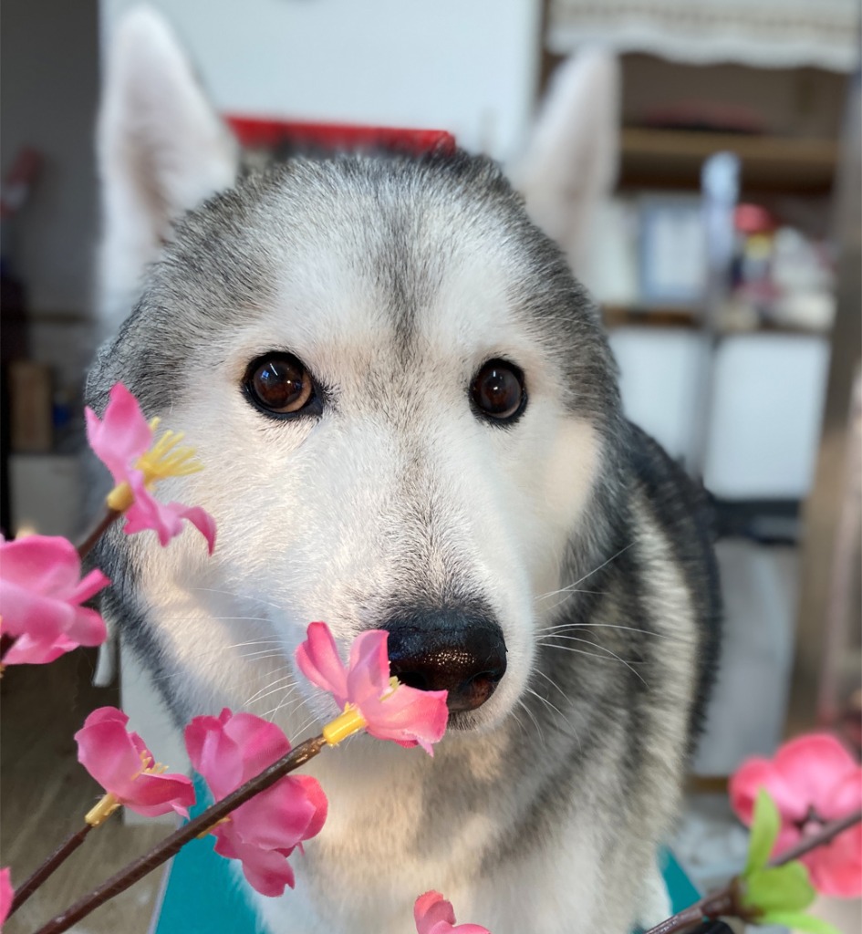 大型犬もおまかせください